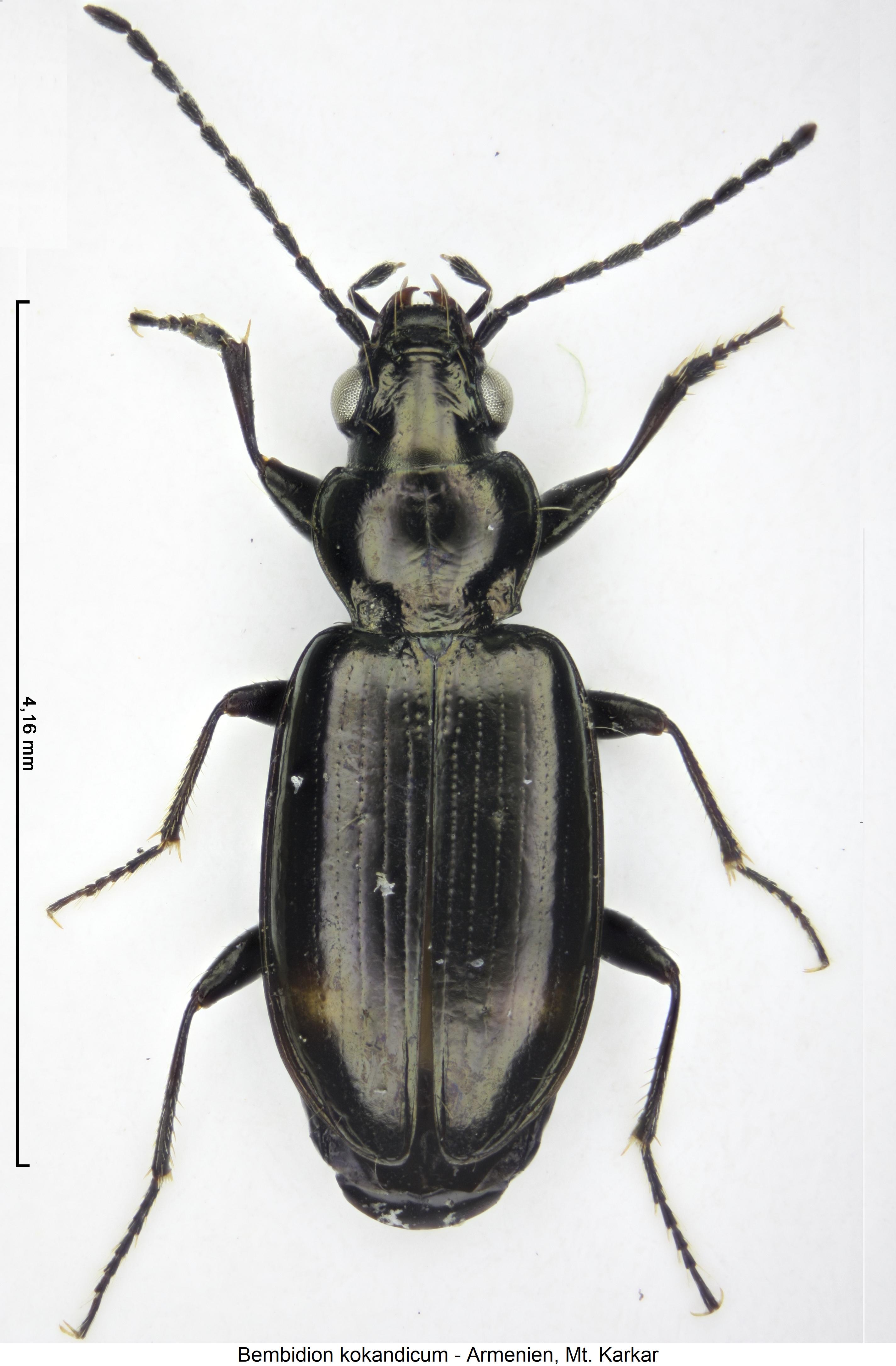 bembidion kokandicum_hab.jpg